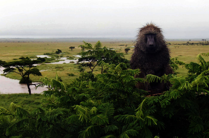 Serengeti: Die Bewohner der Serengeti haben auch mit Naturgewalten zu kämpfen. Die Regenzeit bringt so enorme Wassermassen, dass man sich gelegentlich auf einen Baum retten muss. Bild: Sender / John Downer Productions