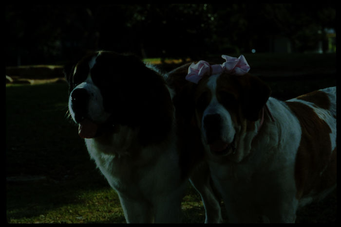 Die beiden Bernhardiner Beethoven und Missy. Bild: Sender/ Bill Butler