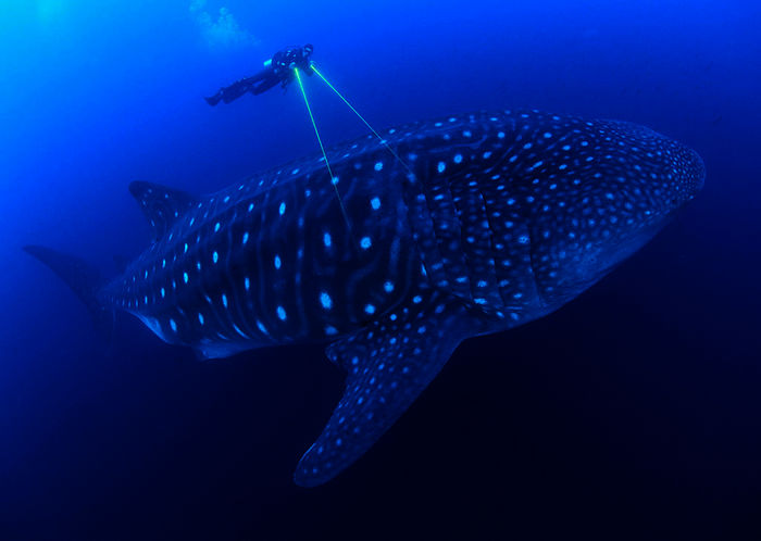 Per Laser soll ein Walhai vermessen werden. 20 Meter lang und 20 Tonnen schwer, ist er der größte Fisch in den Weltmeeren.
Bild: Sender / WDR / BBC NHU / Jonathan Green